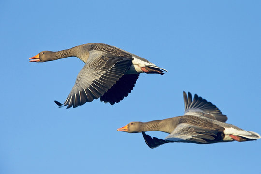 Greylag Geese (Anser anser), two in flight, Gloucestershire, England, UK.