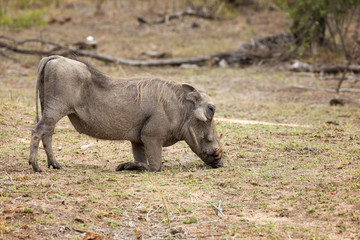 Grazing warthog in Kruger National Park