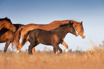 Obraz premium Horse on autumn pasture