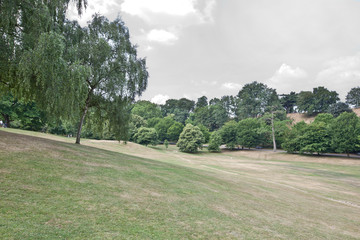 View of trees on summer meadow