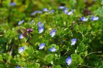 オオイヌノフグリ