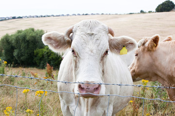 Close-up of cows in pasture against blue sky
