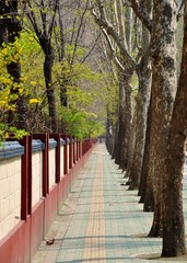 ソウル市街　歩道と街路樹