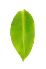 Single green leaf on white background