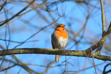 Robin singing on a branch of tree