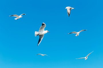 Flock of seagulls flying