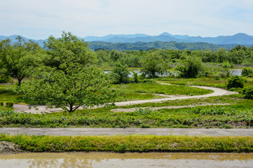 三面川のほとり