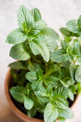 Pianta di menta fresca