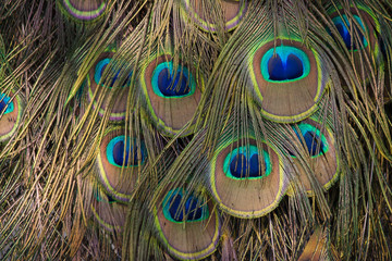 Fototapeta premium Details and colors of peacock feathers.