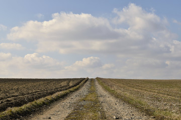 Dirt road among fields leading over the horizon.