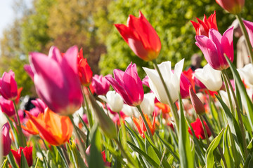 tulpen auf tulpenbeet in lila orange und weiß mit unscharfen hintergrund