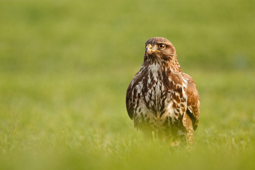 Buteo buteo sitting in the spring grass