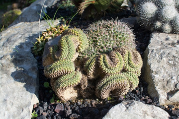 Cactus in Mallorca January winter garden