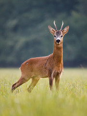 Roe deer - goat (Capreolus capreolus)