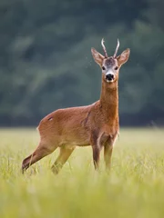 Poster Roe deer - goat (Capreolus capreolus) © Martin Hesko