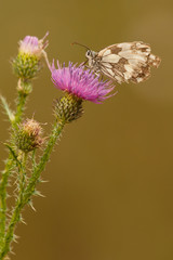 Butterfly is sitting on the flower