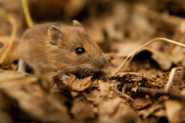 Wild wood mouse sitting on the forest floor