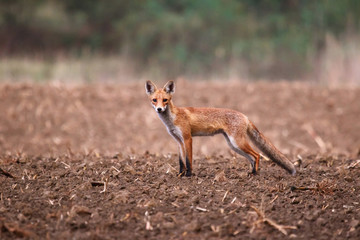 Wild red fox on the filed