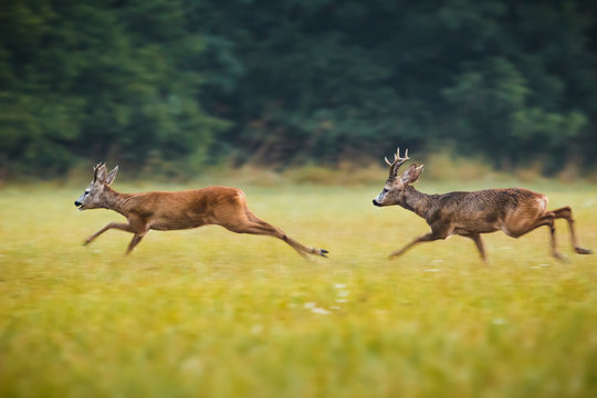 Running roe deer