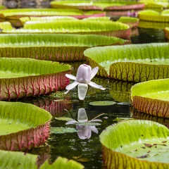 Foto op Plexiglas Waterlelie Reuzewaterlelie in de botanische tuin van Pamplemousse. Eiland Mauritius