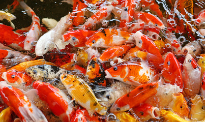 Koi carps crowding together competing for food