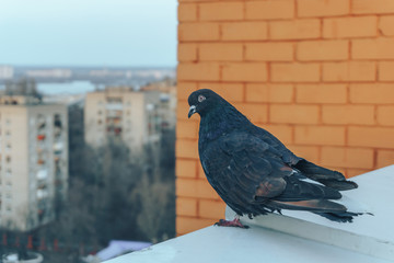 Curious dove on the edge, on the background of cityscape view