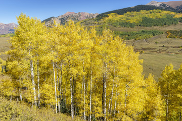 Yellow colored aspen grove in front of the Colorado Rock Mountains (USA) on a sunny autumn day
