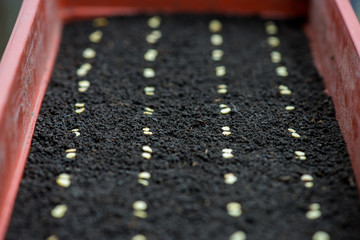 Precision planting seeds for seedlings of pepper