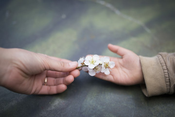 梅の花を手渡す親子の手