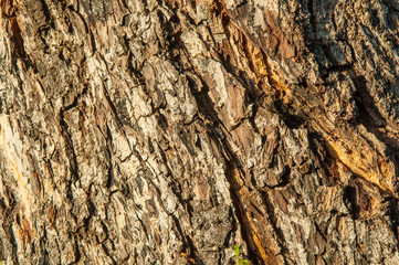 wooden Bark of tree texture