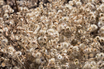 Grass flower