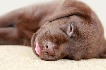 Chocolate Labrador Puppy Asleep Close Up Tongue Out