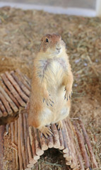 Black tailed prairie dog (Cynomys ludovicianus)