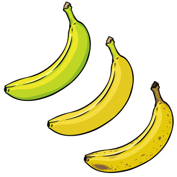 Vector Set of Green, Yellow and Overriped Bananas