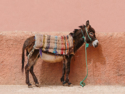 donkey