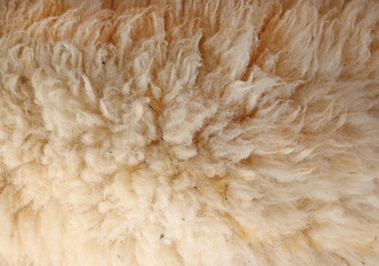 lambswool on live lamb