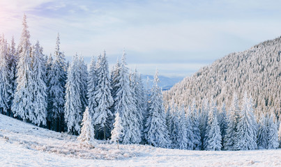 starry sky in winter snowy night. fantastic milky way in the New
