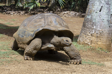 Giant turtles, dipsochelys gigantea in La Vanille Nature Park, island Mauritius