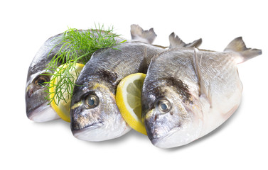 Fresh dorado fish isolated on white background