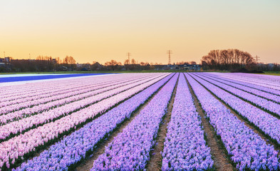Scenic view of hyacinth field in Holland.