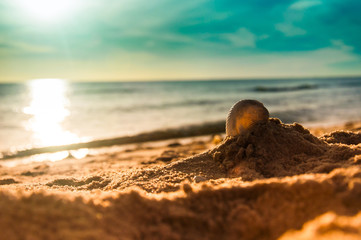 Fototapeta na wymiar Sea shell on sand beach with water and evening sun