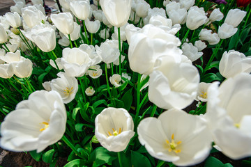 Fototapeta premium Beautiful white tulips flowerbed closeup. Flower background. Sum