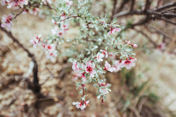 Pink almonds cherry flower close-up. Spring time flowers backgro