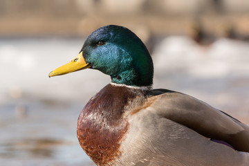 mallard at the lake