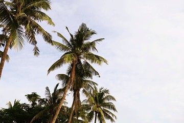 Fototapeta na wymiar Looking up palm trees and blue sky background
