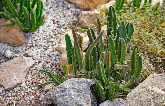 Alpine garden of succulents, cacti, stones, gravel.Selective focus