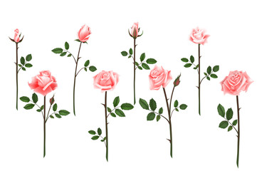 Set of realistic isolated pink roses on a white background. Vector flowers and buds of roses, leaves on white background - 140630507