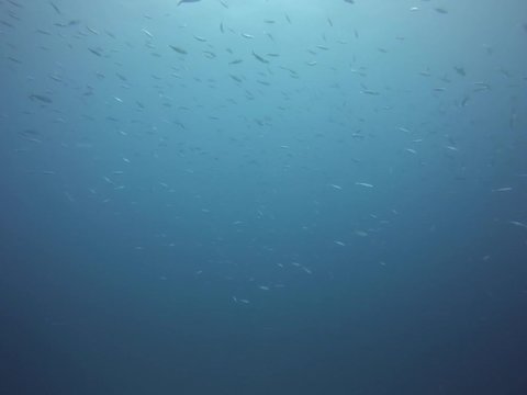Underwater diving in Maldives with lots of fish around