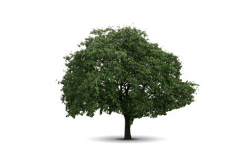 Tree isolated on a white background