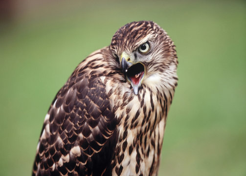 Close up of hawk